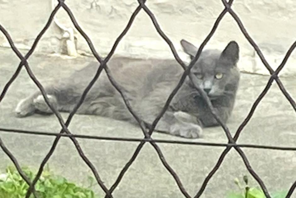 Fundmeldung Katze Unbekannt Toulouse Frankreich