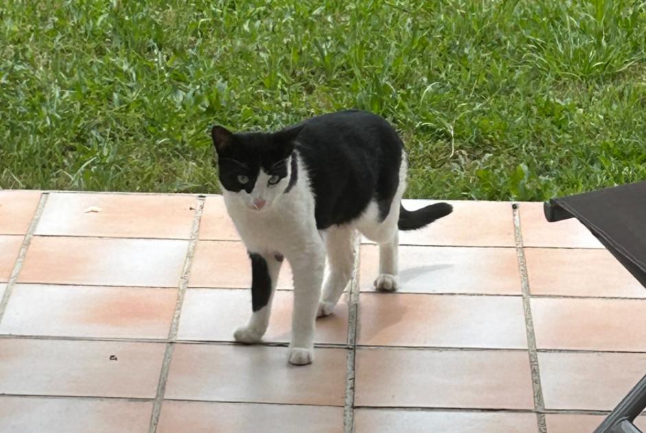 Fundmeldung Katze Unbekannt Colomiers Frankreich