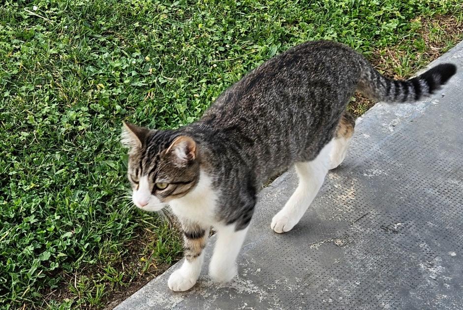 Disappearance alert Cat Male , 1 years Saint-Alban France Disappearance alert Cat Male , 1 years Saint-Alban France