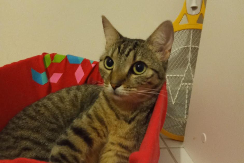 Alerte Disparition Chat  Femelle , 7 ans Toulouse France