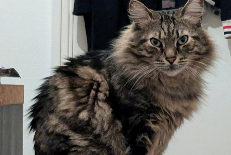 Alerte Disparition Chat Mâle , 5 ans Toulouse France
