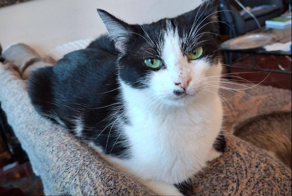 Alerte Disparition Chat Femelle , 2 ans Toulouse France
