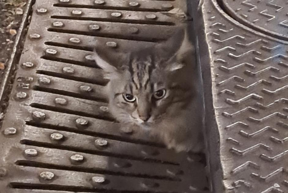 Alerte Découverte Chat Inconnu Toulouse France
