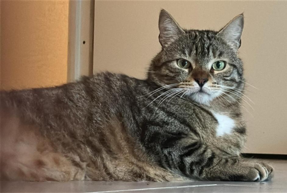 Alerte Disparition Chat Mâle , 3 ans Toulouse France