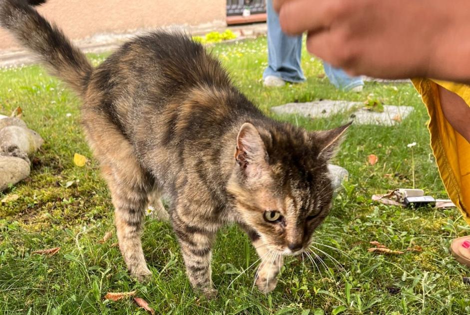 Alerte Découverte Chat Femelle Auzielle France