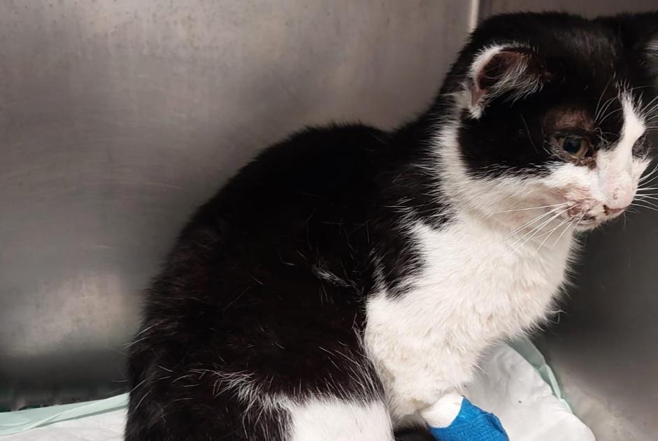 Avviso Ritrovamento Gatto Femmina Labarthe-Rivière Francia Avviso Ritrovamento Gatto Femmina Labarthe-Rivière Francia