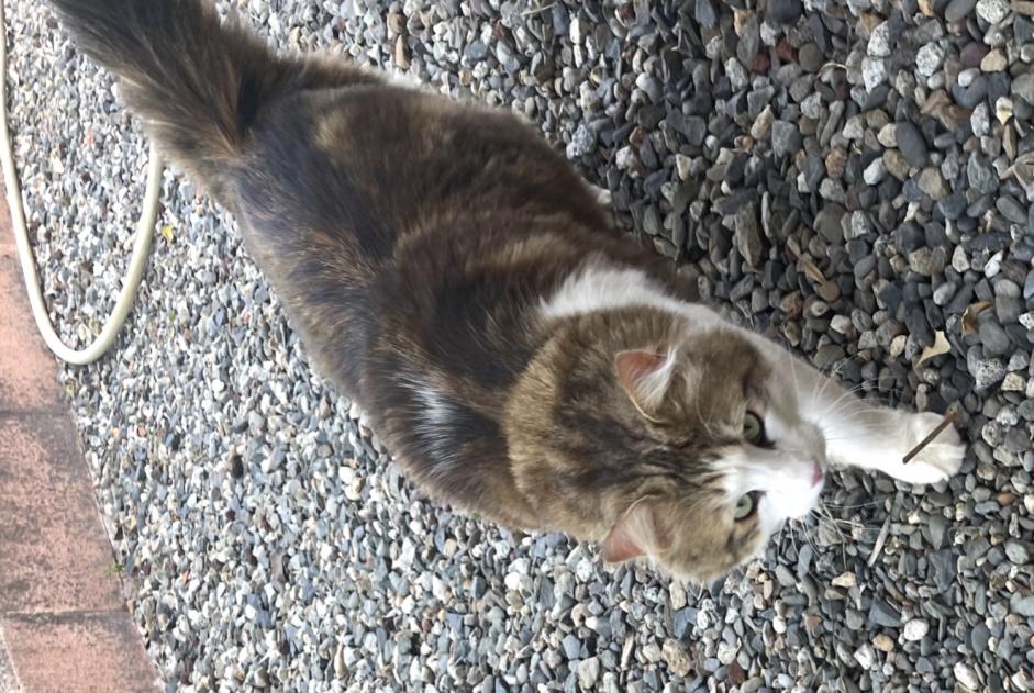 Avviso scomparsa Gatto incrocio di razze  Maschio , 3 anni Lherm Francia
