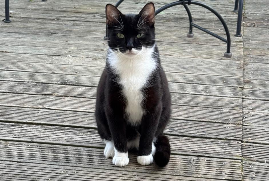 Avviso scomparsa Gatto Maschio , 1 anni Muret Francia